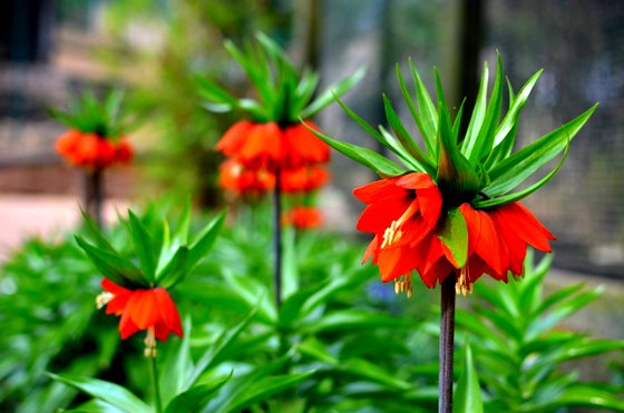 Blumen - Titelbild 04/2015