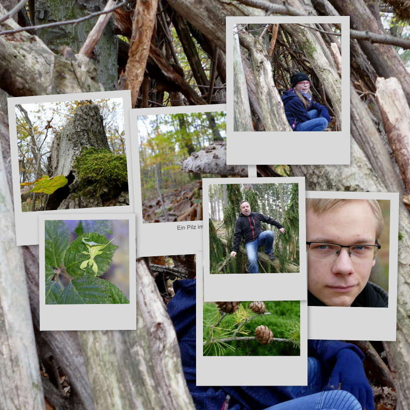 Collage mit Picasa