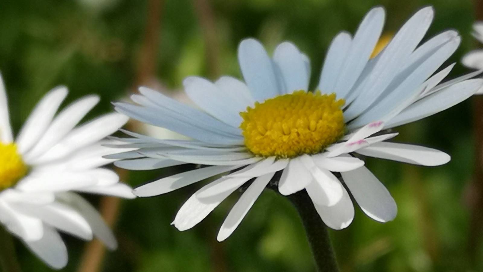 Gänseblümchen
