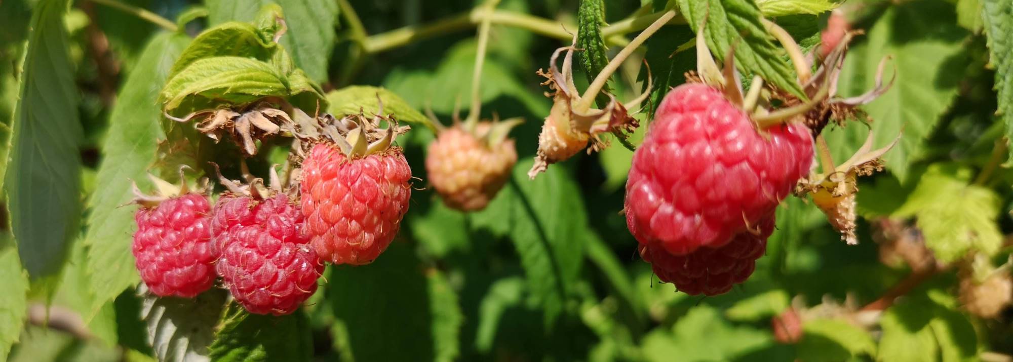 Himbeeren