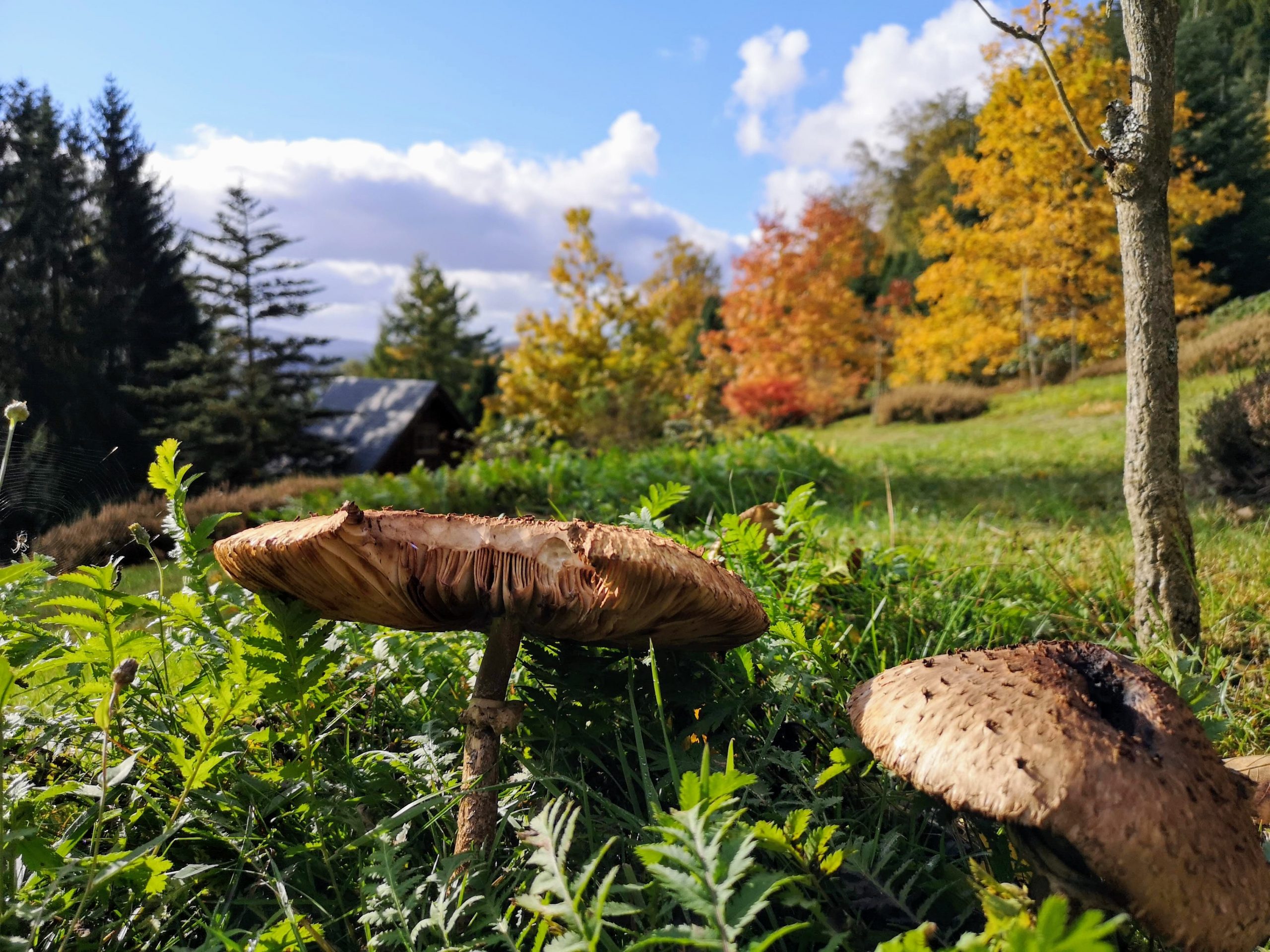 Forstbotanischer Garten Wasungen